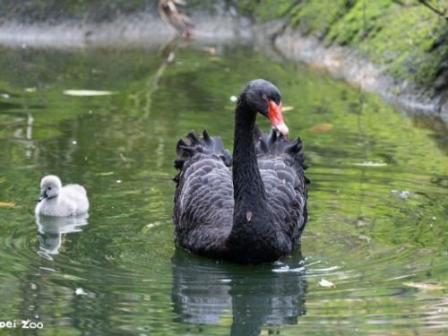 黑天鵝寶寶終於報到！臺北動物園「換蛋保育」成功，溫馨迎來新生命